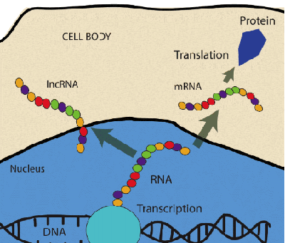 the flow of genetic information from DNA to RNA