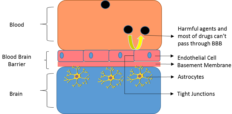 The blood-brain barrier maintaining a controlled environment.
