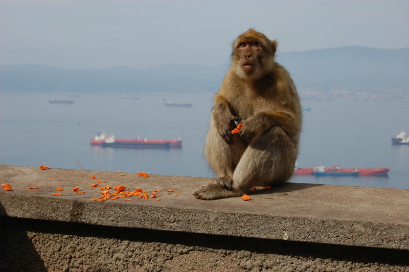 One of Gibraltar's barbary apes