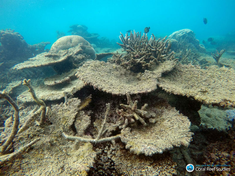 Dead table corals killed by bleaching in the north, November 2016