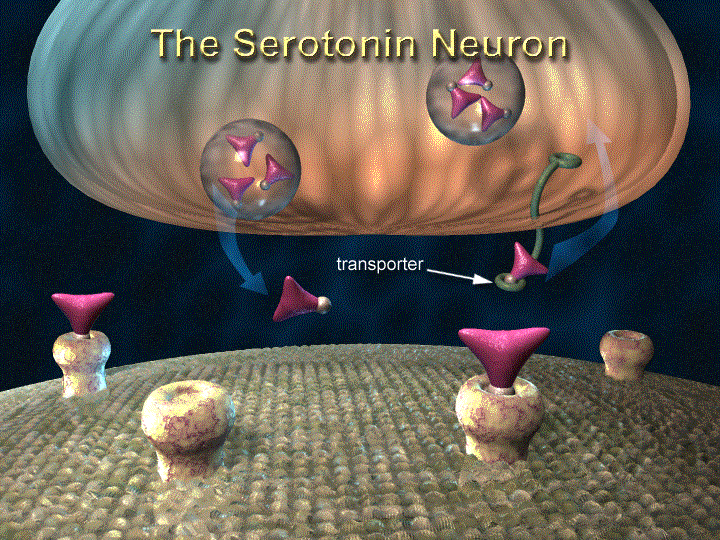 seratonin neuron