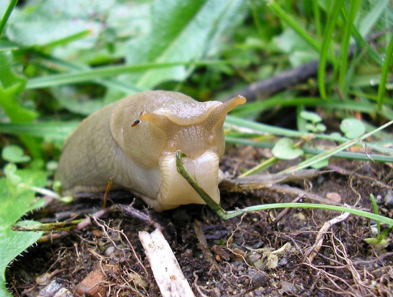 A slug eats a leaf