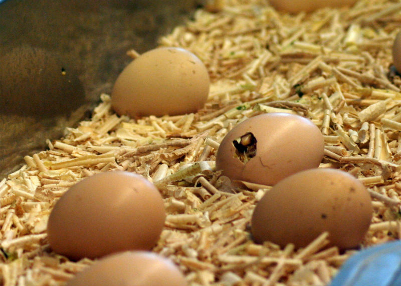 Hatching chicks