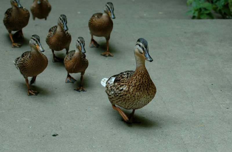 All hail the duck leader