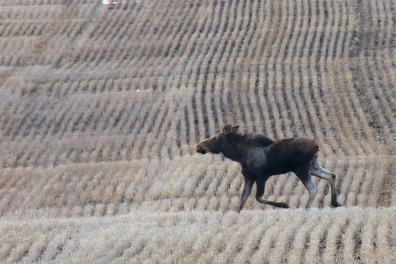 Ghost moose
