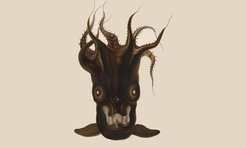 Vampire squid