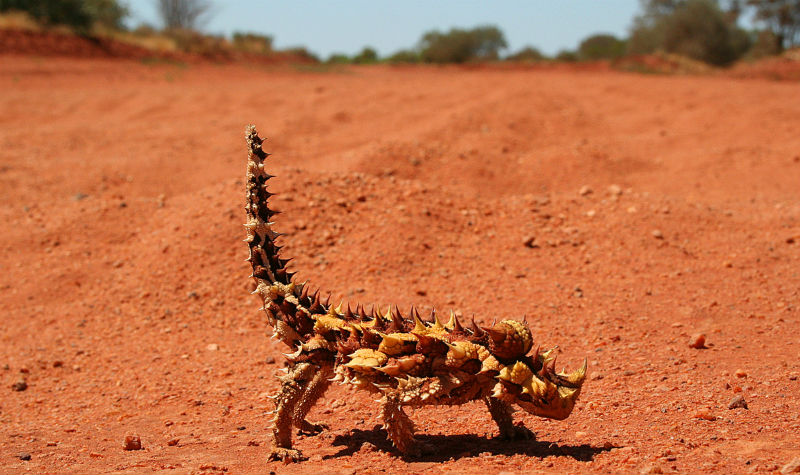 Thorny devil