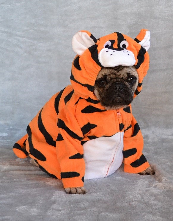 A pug dressed as Tigger