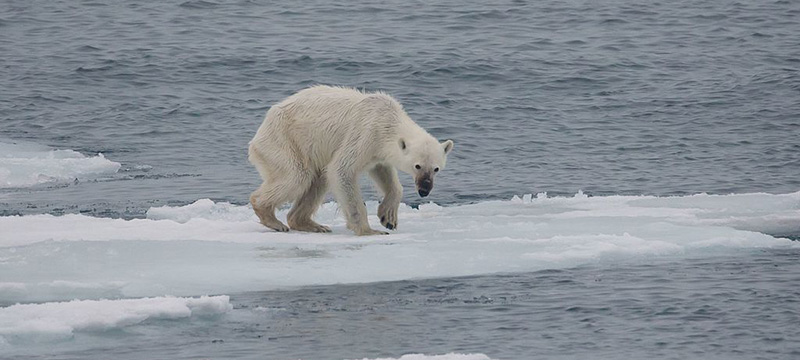 Starving polar bear near Svalbard