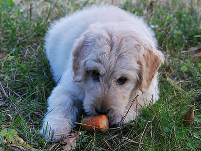 Dog eating a carrot