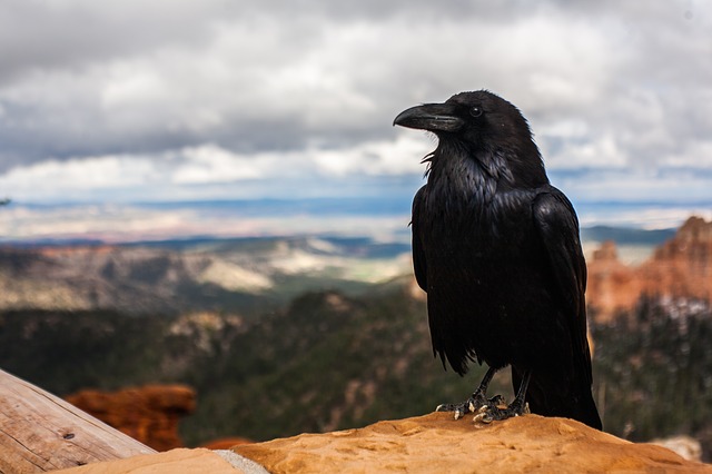 crow among nature