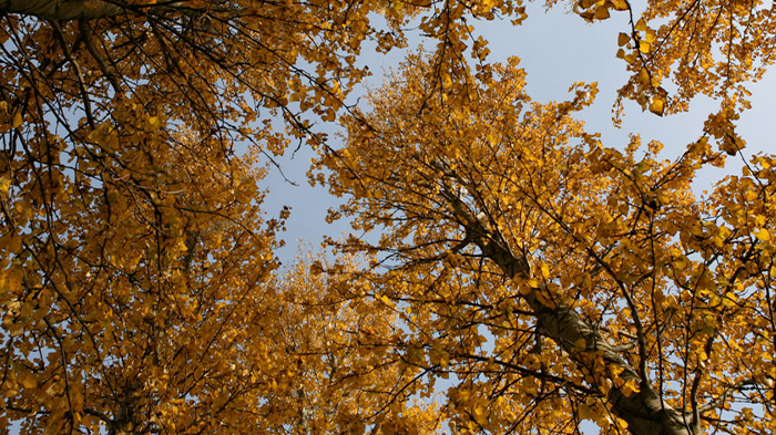Poplar trees in autumn Teardrop Lakes Milton Keynes