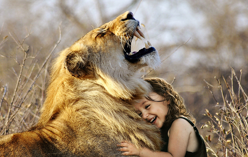 Photo of a young child (girl) hugging a roaring lion in the wild (Fake imagery)
