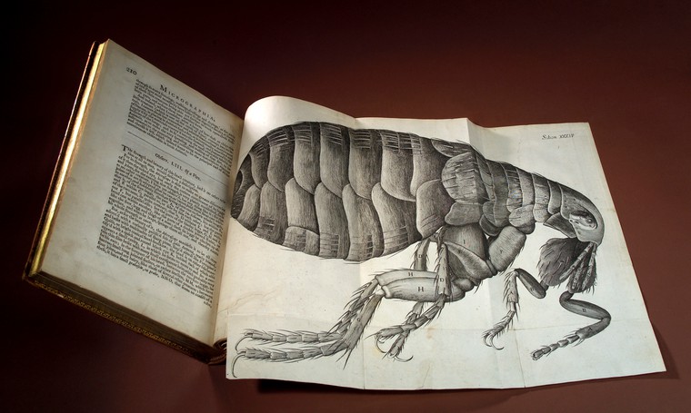 A photo of Robert Hooke's flea from 'Micrographia'.