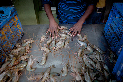 Shrimp seller in Khulna, Bangladesh 