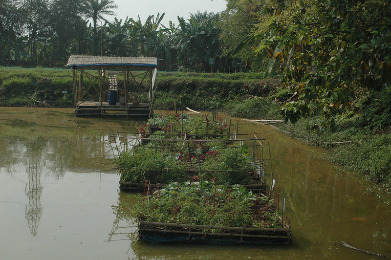 A floating garden in Bangladesh