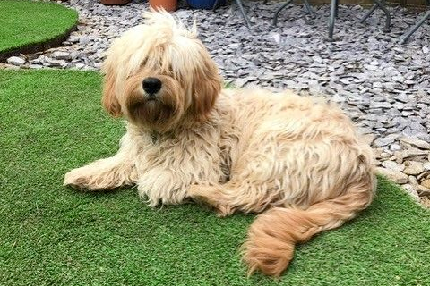 dog - blonde cockapoo