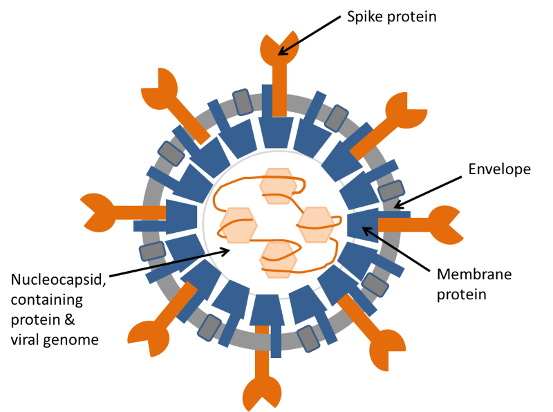 Diagram of coronavirus structure
