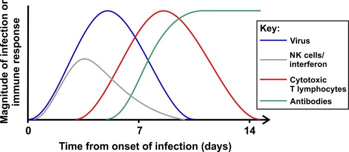 Time course diagram of an acute viral infection and the activity of immune responses