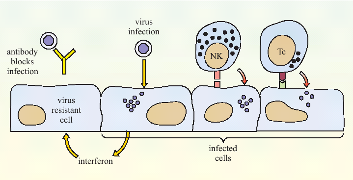 A summary of anti-viral immune defence mechanisms