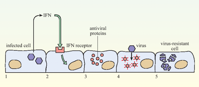 The action of interferon in slowing viral infection