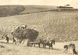farmers in a field haymaking in the early 1900s