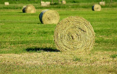 hay in a field.