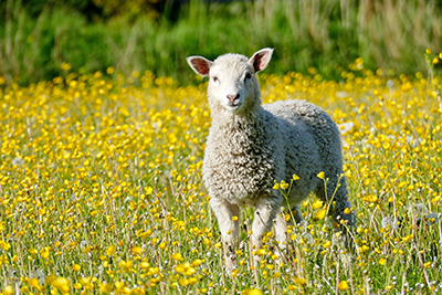 lamb sheep meadow