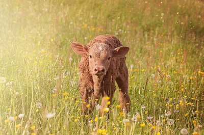 brown calf grass field
