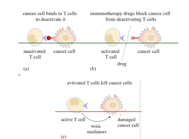 Immunotherapy diagram