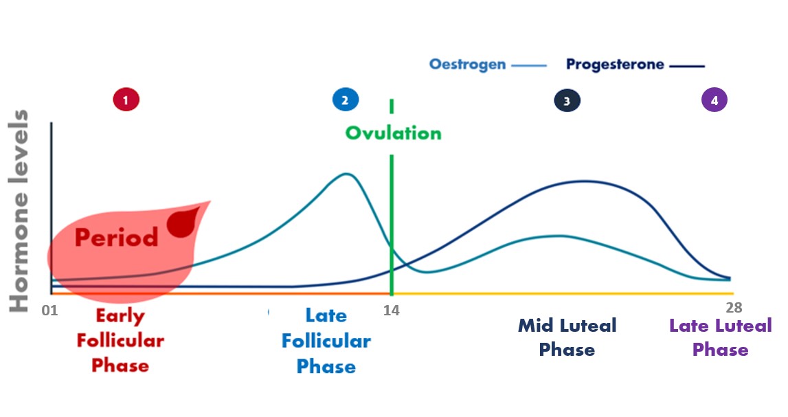 A typical menstrual cycle showing the four stages: early follicular phase, late follicular phase, mid-luteal phase and late luteal phase.