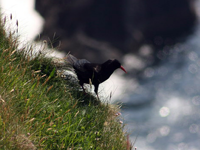 Chough near Slea Head