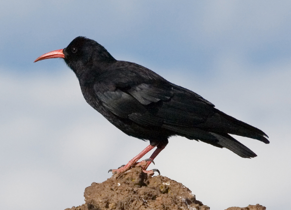 Red-billed Chough standing