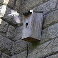 A Blue Tit approaching a nesting box to feed fledglings
