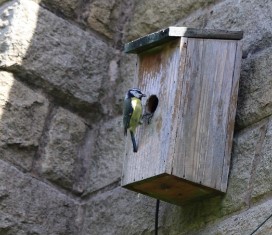 A Blue Tit entering a nesting box to feed fledglings
