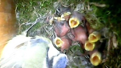 Blue Tit fledglings awaiting food within nesting box, viewed by nest box camera