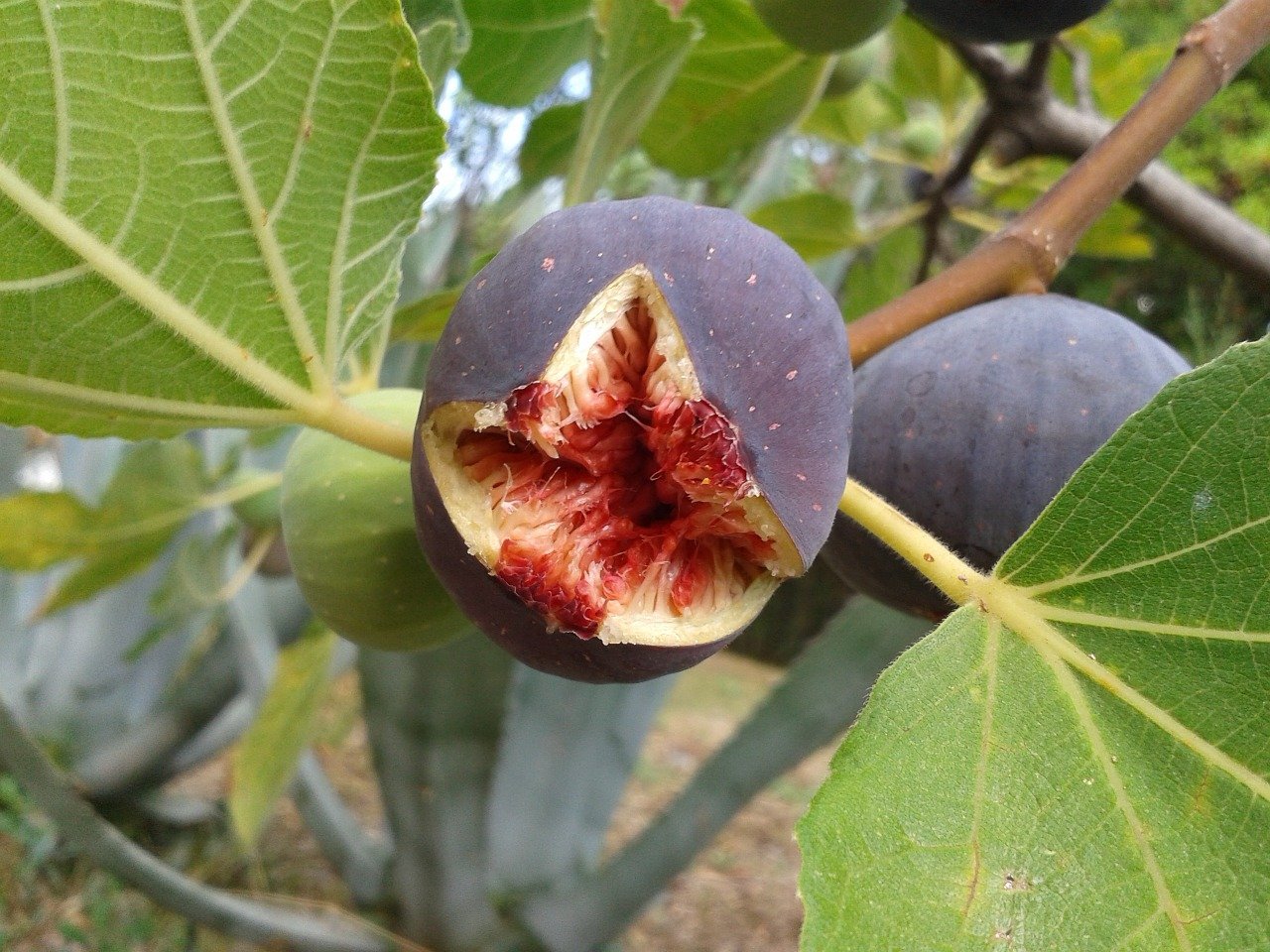 fig fruit on a fig tree