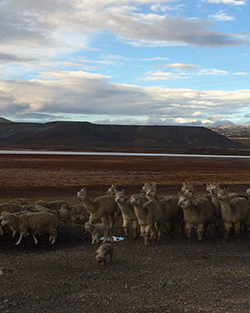 A photograph of a pack of llamas walking behind a small dog. The llamas are small and white and the ground is brown and rust coloured. There are mountains in the distant background.