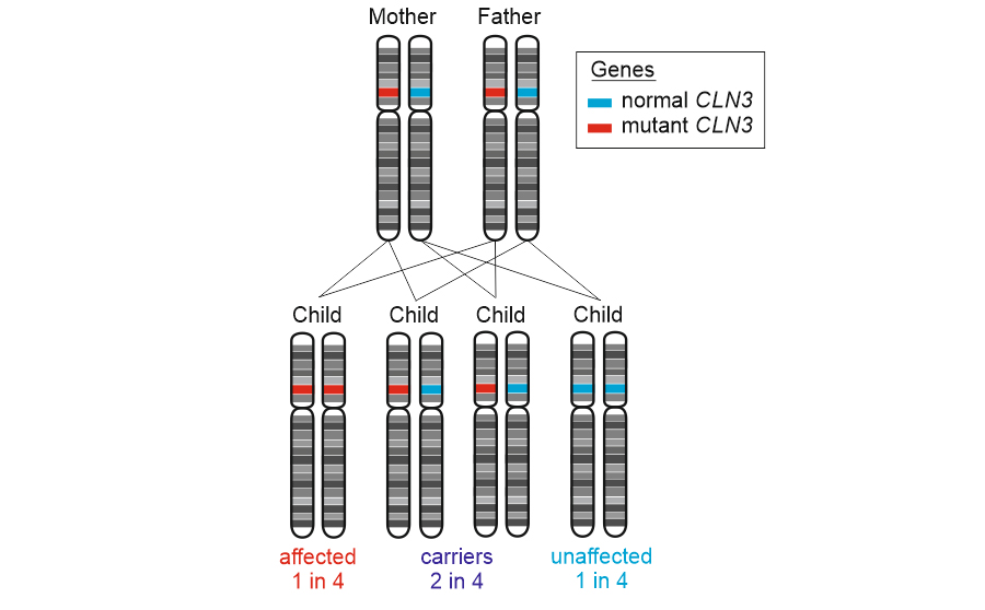 Diagram - Inheritance of CLN3 disease 