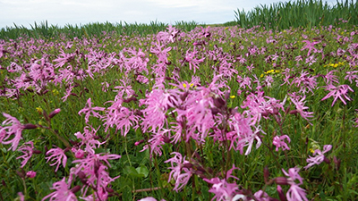 Photo of field with flowers