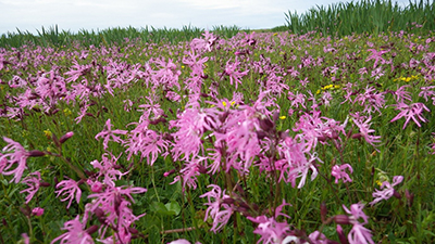 Photo of field with flowers