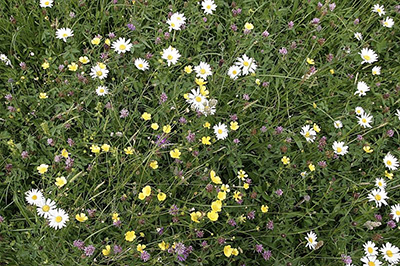 Photo of field with flowers