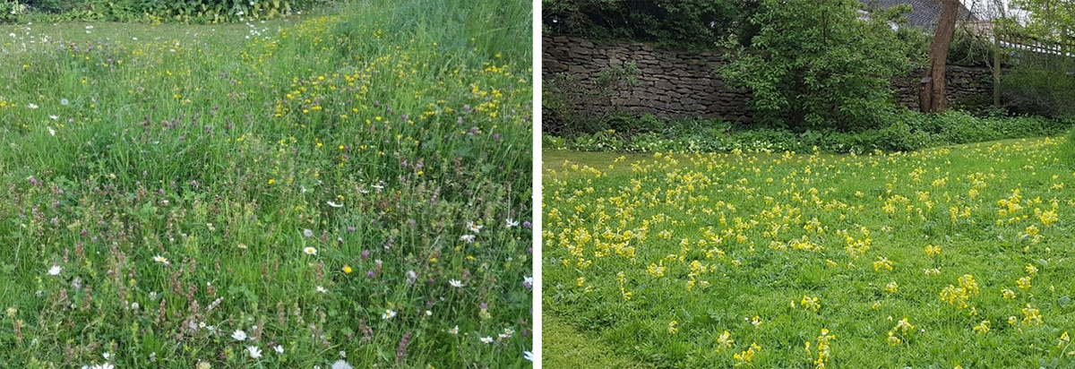 Photo of field with flowers