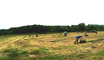 Photo of field with flowers