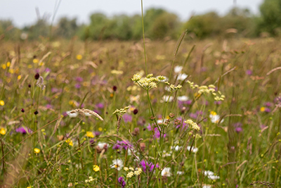 Photo of field with flowers
