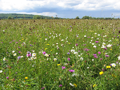 Photo of field with flowers