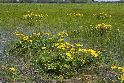 Photo of field with flowers