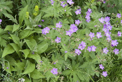 Photo of field with flowers