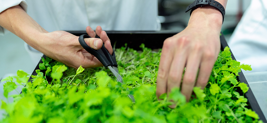 Person taking cuttings from a tray of herbs.