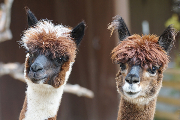 a photograph of two alpacas zoomed into their faces